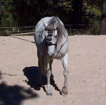 belle1-9-28-03