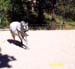 belle9-9-28-03