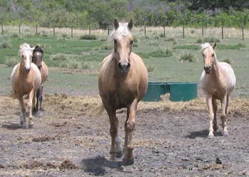 3yroldstampede