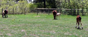babypasture