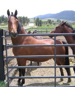 baygelding