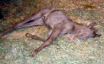 irishcremesnoozing
