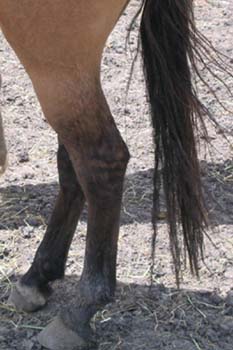 loveyhocks