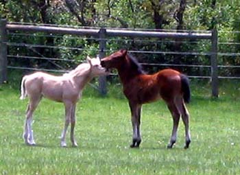 mightystallions