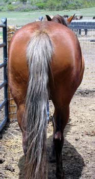 silverdapplebutt