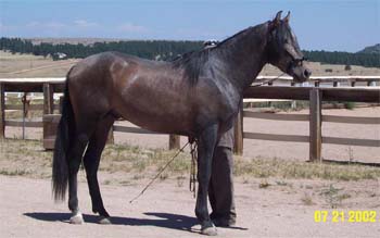 regg7-02