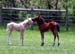 mightystallions