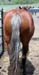 silverdapplebutt