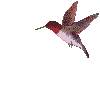 Animated Hummingbird