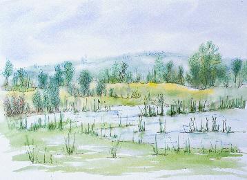 Cattail Pond Watercolor by Martha Garren
