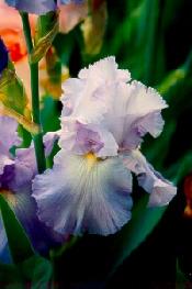 Significant Other Iris